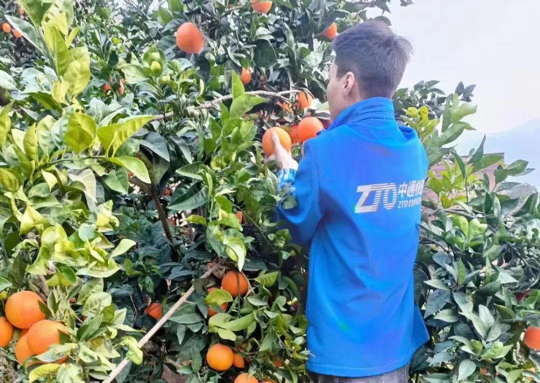 中通助力苦橙出山 奉节中通1月4日运出2万票脐橙